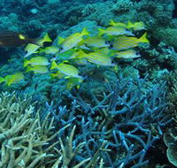 Castle Rock Dive Site - Tourism Hervey Bay