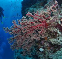 Nursery Bommie Dive Site - Hervey Bay Accommodation