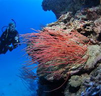 Three Sisters Dive Site - Hervey Bay Accommodation