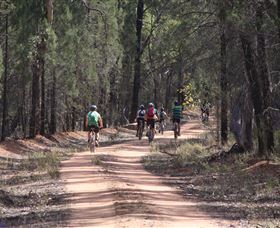 Pilliga Forest - Tourism Hervey Bay 7