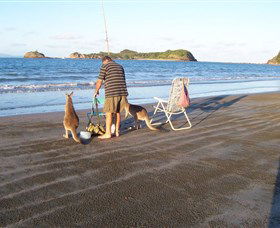 Cape Hillsborough National Park - Hervey Bay Accommodation 0