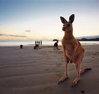 Wallabies on the Beach at Cape Hillsborough - Hervey Bay Accommodation