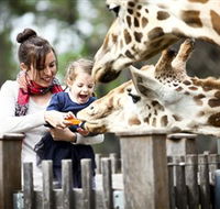 Taronga Western Plains Zoo Dubbo - Hervey Bay Accommodation
