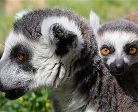 Savannah Visitor Plaza, Taronga Western Plains Zoo Dubbo - Hervey Bay Accommodation 1
