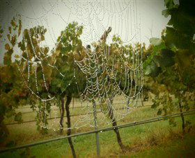 Red Earth Estate Vineyard - Hervey Bay Accommodation 8