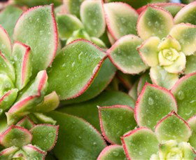 Billabong Garden Complex & Cafe - Hervey Bay Accommodation 0