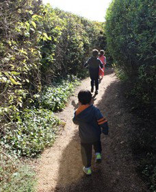 The Tangled Maze & Mistydowns Nursery - Hervey Bay Accommodation 0