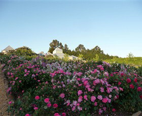 The Tangled Maze & Mistydowns Nursery - Hervey Bay Accommodation 3