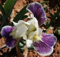 Sunshine Iris Nursery