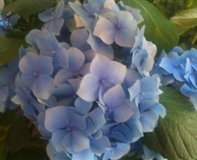 Abandon Stress Mobile Massage - Hervey Bay Accommodation 3
