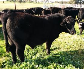 Ochre Arch Farm - Tourism Hervey Bay 2
