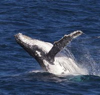 Whale Watching on Keswick Island