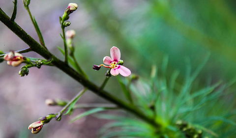 Lynchs Loop Trail - Tourism Hervey Bay 2