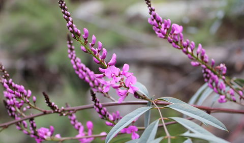 Basin Gully To Eualdrie Lookout Track - Hervey Bay Accommodation 1