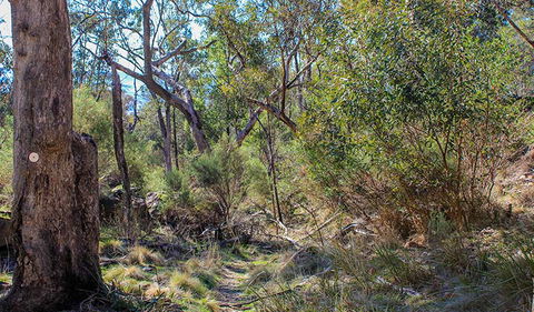 Eualdrie Walking Track - Tourism Hervey Bay 1