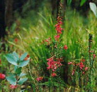 Enfield State Park