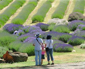 Yuulong Lavender Estate - Hervey Bay Accommodation 1
