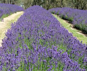 Yuulong Lavender Estate - Hervey Bay Accommodation 0