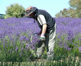 Yuulong Lavender Estate - Hervey Bay Accommodation 2