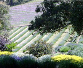 Yuulong Lavender Estate - Hervey Bay Accommodation 7