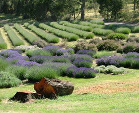 Yuulong Lavender Estate - Hervey Bay Accommodation 8