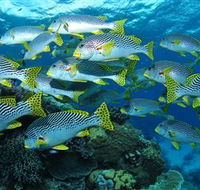 Challenger Bay Dive Site - Hervey Bay Accommodation