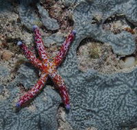 Clam Gardens Dive Site - Hervey Bay Accommodation