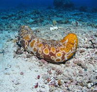 Two Towers Dive Site - Hervey Bay Accommodation