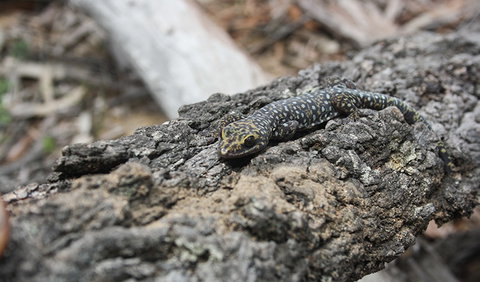 Wagun Picnic Area - Hervey Bay Accommodation 1