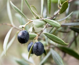 Wollundry Grove Olives - Hervey Bay Accommodation 2