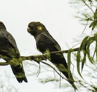 Conimbla National Park - Hervey Bay Accommodation