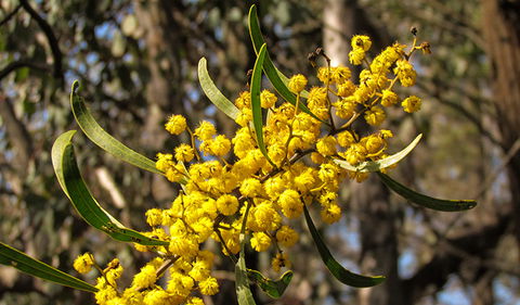 Conimbla National Park - Hervey Bay Accommodation 2