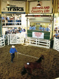 Gracemere Exhibition Complex - Hervey Bay Accommodation 0