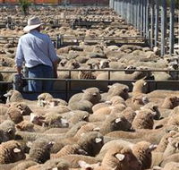 Livestock Marketing Centre - Hervey Bay Accommodation