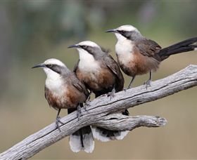 Winton Wetlands Reserve - Hervey Bay Accommodation 1