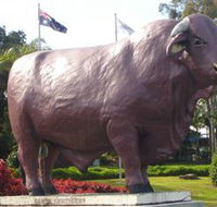 Rockhampton Bull Statues - Hervey Bay Accommodation