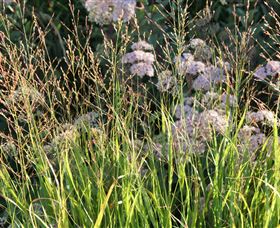 Perennialle Plants Nursery And Garden - Hervey Bay Accommodation 5