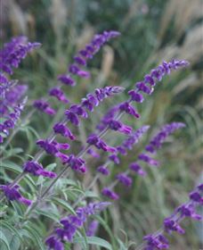 Perennialle Plants Nursery And Garden - Hervey Bay Accommodation 4