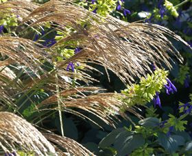 Perennialle Plants Nursery And Garden - Hervey Bay Accommodation 3