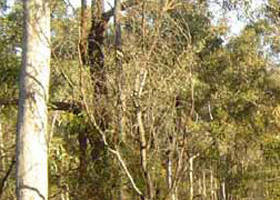 Warby-Ovens National Park - Hervey Bay Accommodation 0