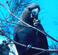 Mount Archer National Park - Hervey Bay Accommodation
