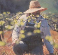 Canobolas Smith Winery - Hervey Bay Accommodation
