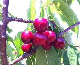 Ballinaclash Orchard And Cellar Door - Hervey Bay Accommodation 0