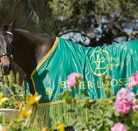 Living Legends The International Home of Rest for Champion Horses