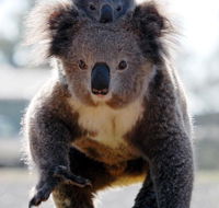 Koalas in Gunnedah - Hervey Bay Accommodation