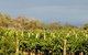 Amulet Vineyard And Beechworth Cider - thumb 7