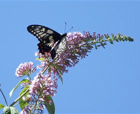 Albury Botanic Gardens - Tourism Hervey Bay 5