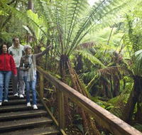 Otway Fly Treetop Adventures - Hervey Bay Accommodation