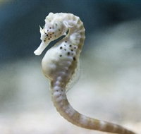 SEA LIFE Melbourne Aquarium - Tourism Hervey Bay