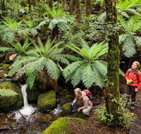 Baw Baw National Park - Hervey Bay Accommodation
